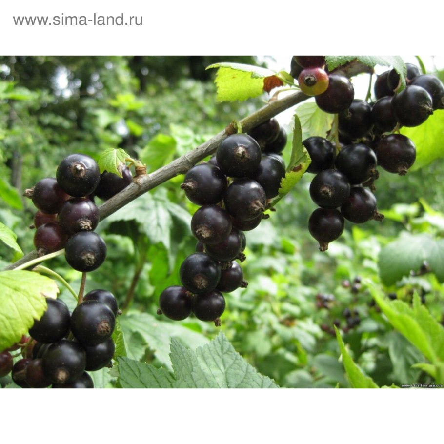 Смородина черная экзотика (с2)