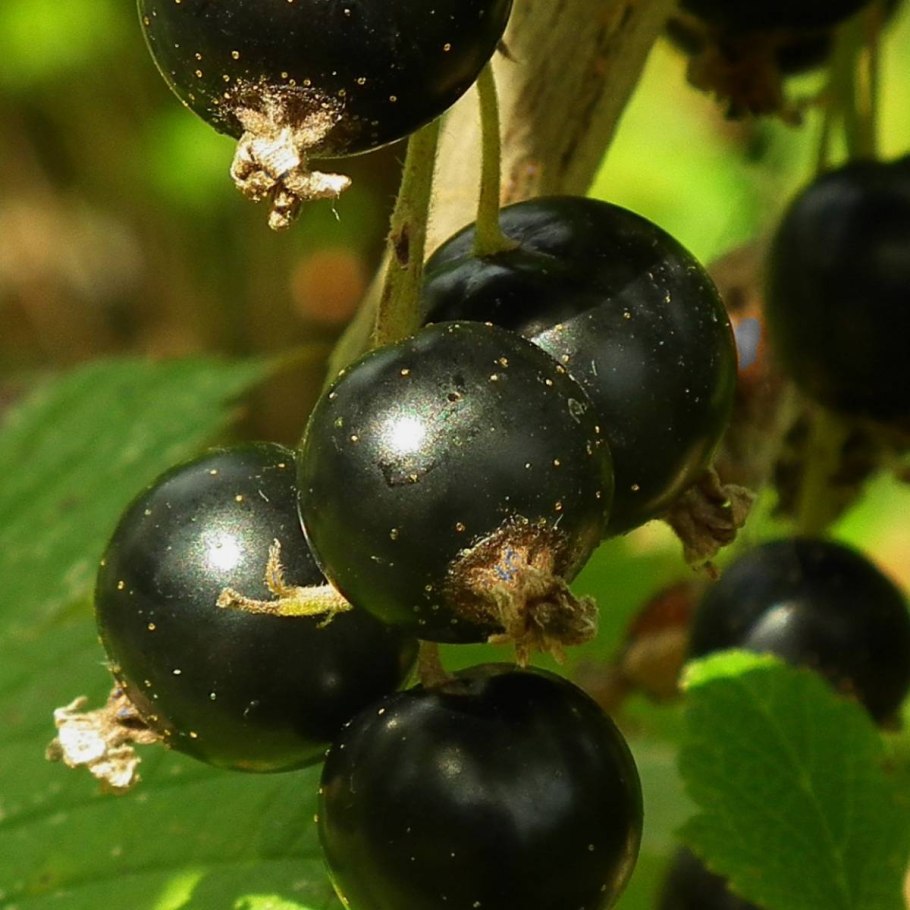 Смородина черная Селеченская 2