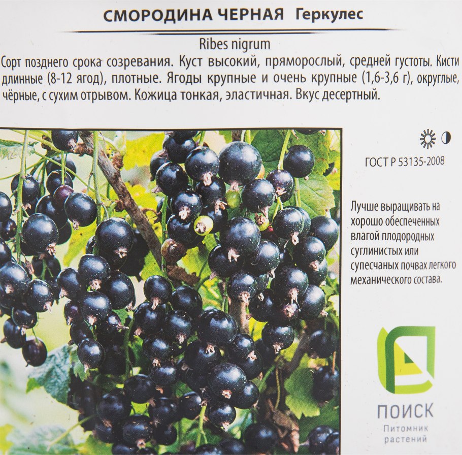 Смородина чёрная "Геркулес", поздний