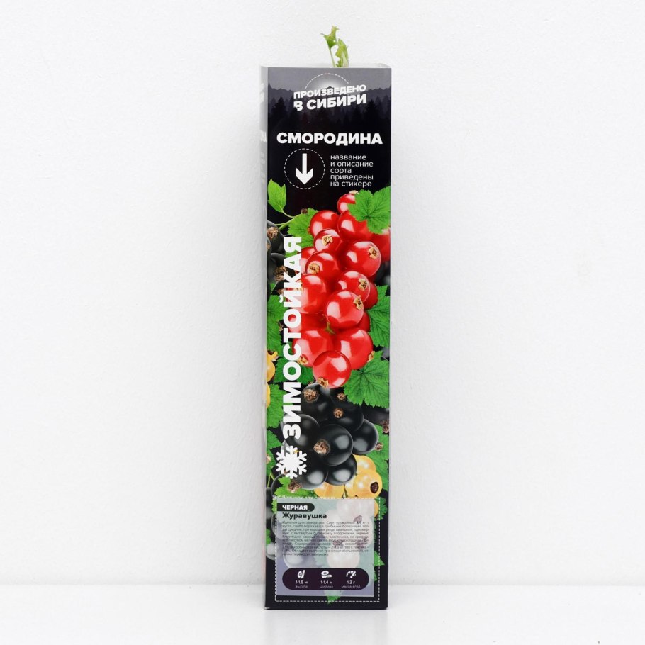 Саженцы смородина Багира