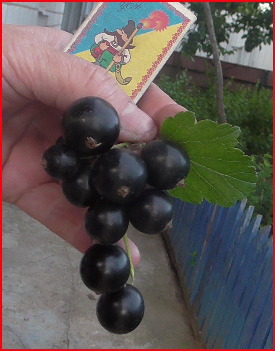 Смородина чёрная Селечинская 2
