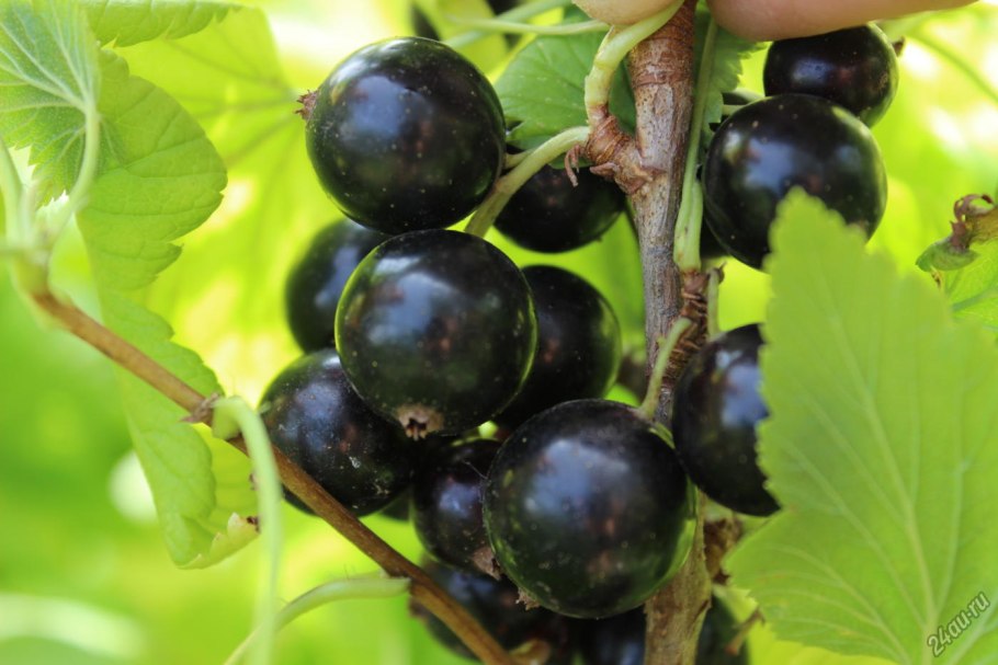 Смородина черная Багира