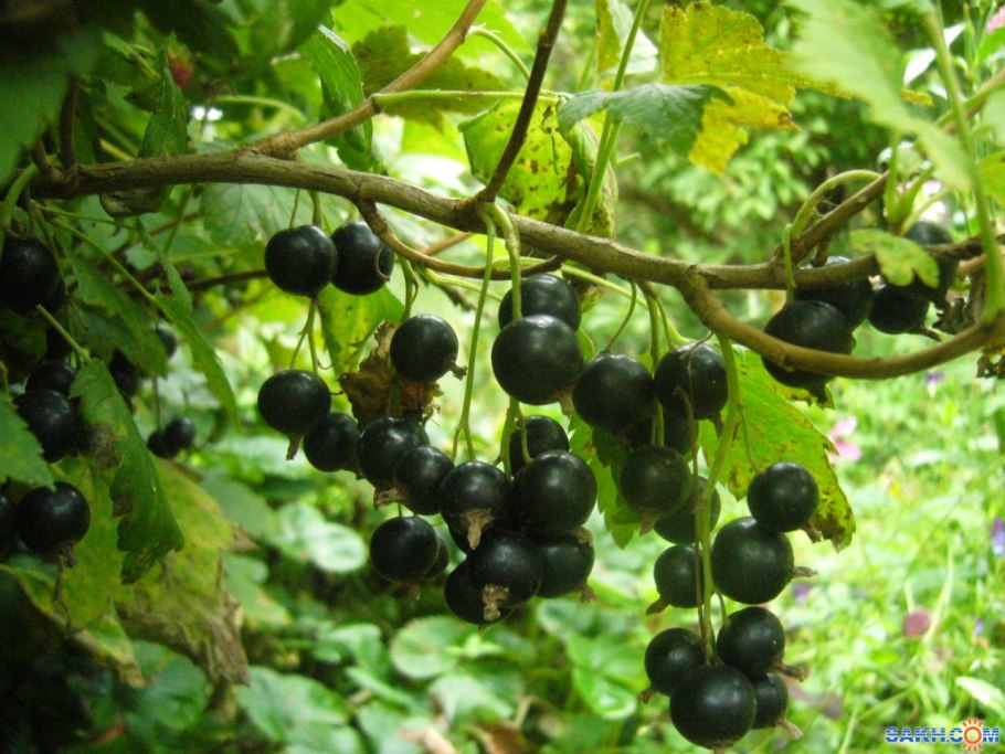 Смородина Багира куст