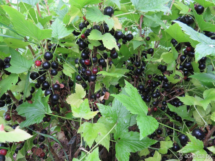 Смородина черная Геркулес