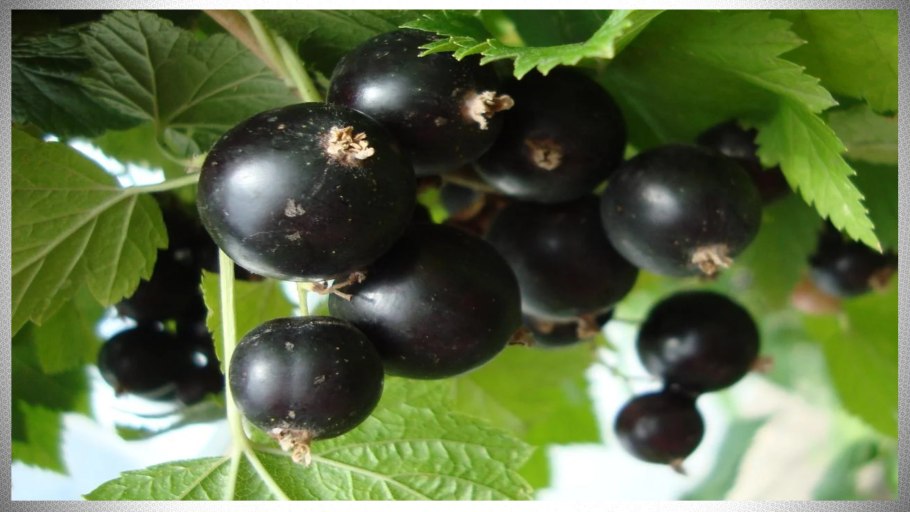 Черная смородина память Вавилова