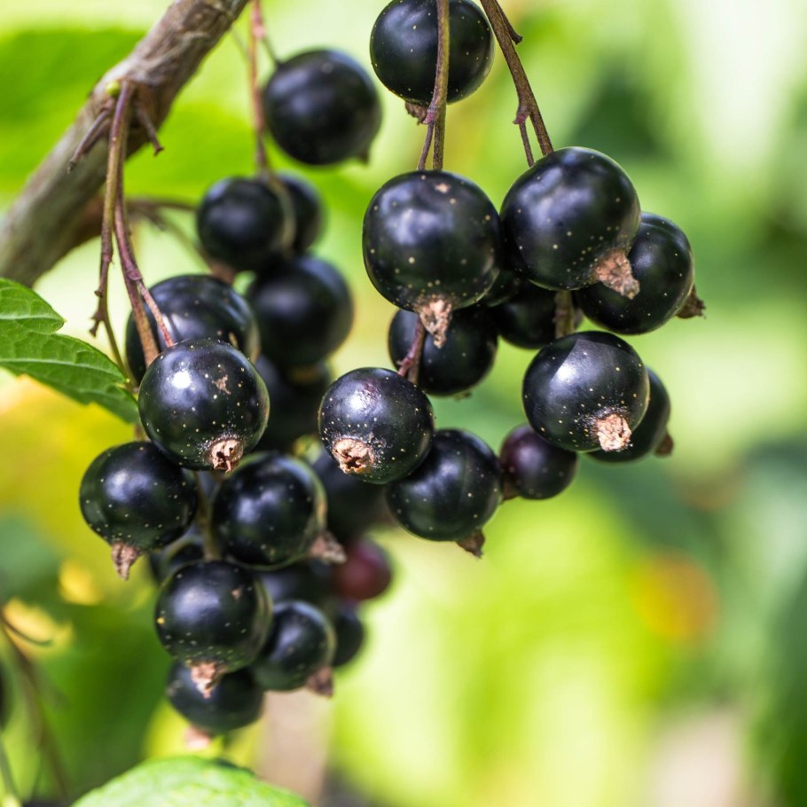 Смородина черная очарование