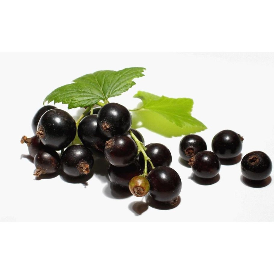 Смородина исполин