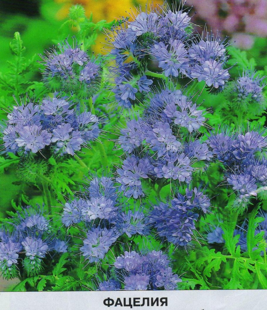 Клевер фацелия
