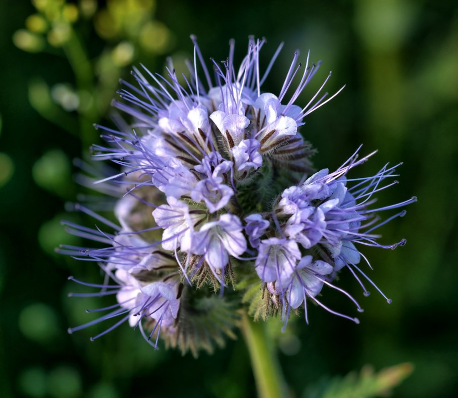 Фацелия пижмолистная