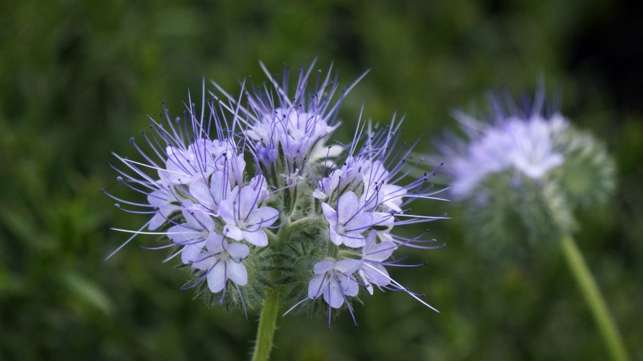 Газонная трава фацелия