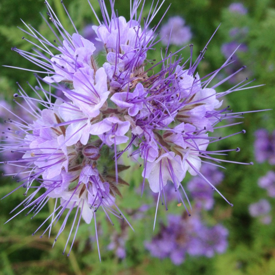 Растение фацелия медонос