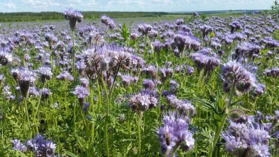 Цветок фацелия