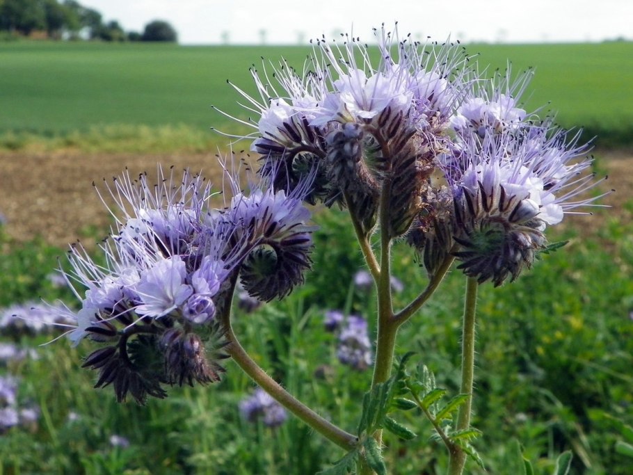 Фацелия рябинколистная (Phacelia tanacetifolia)