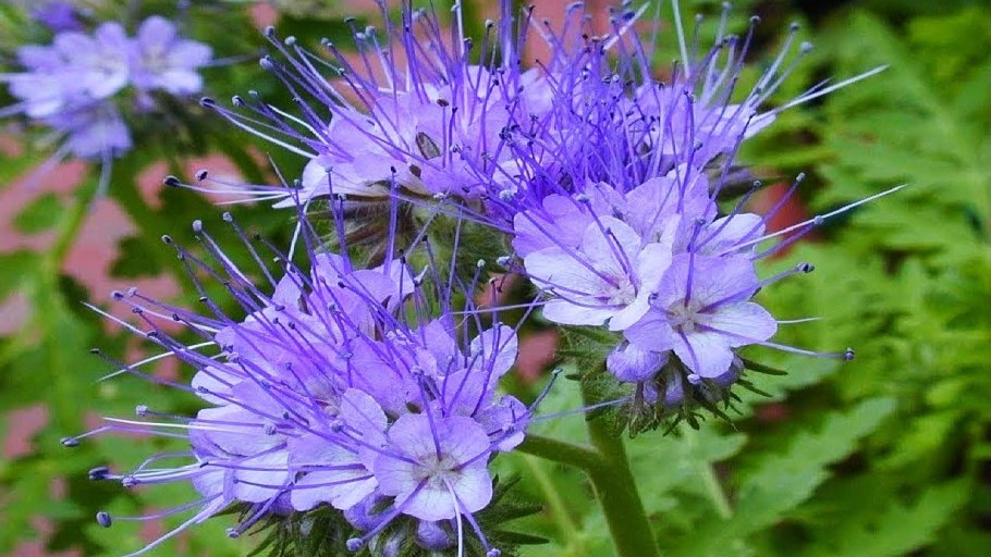 Фацелия силос