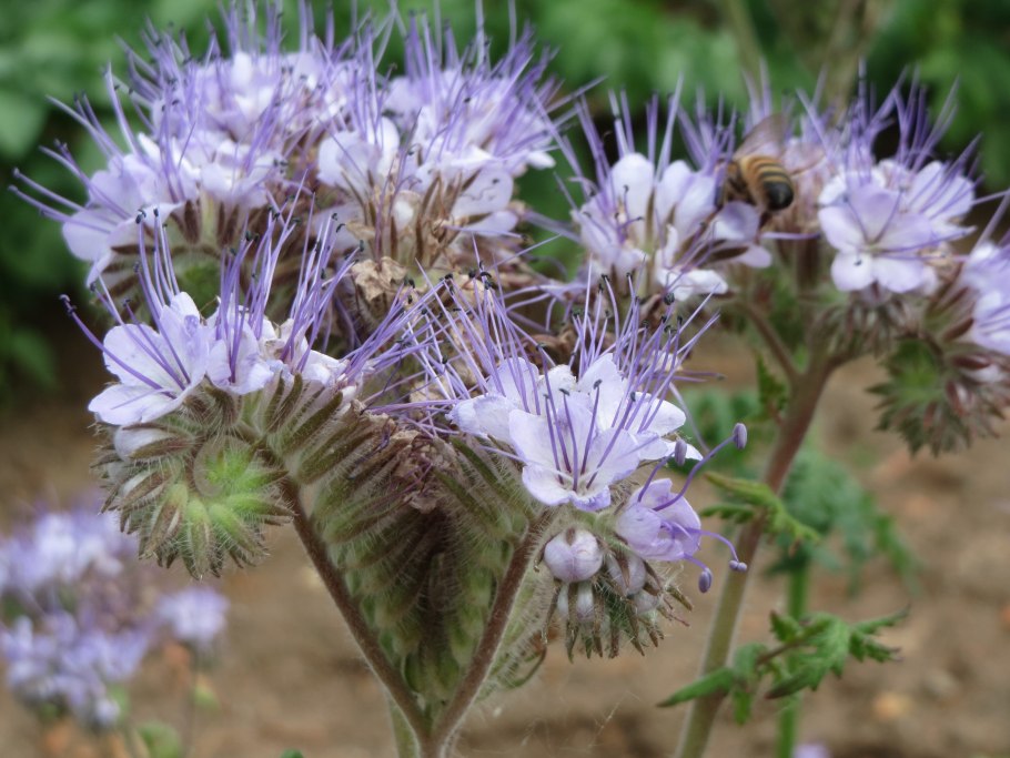 Фацелия на клумбе