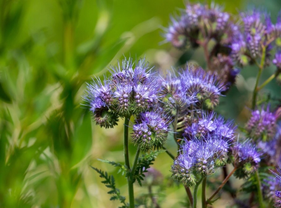 Фацелия пижмолистная