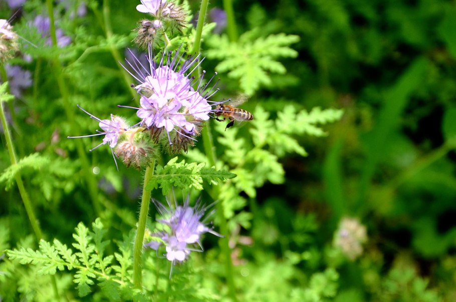 Фацелия цветение