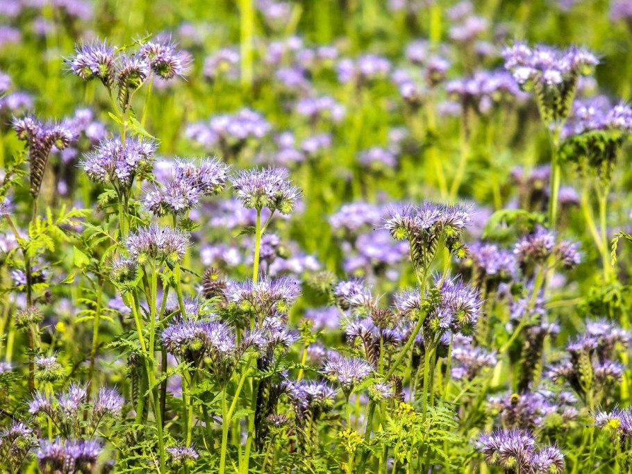 Фацелия рябинколистная (Phacelia tanacetifolia)