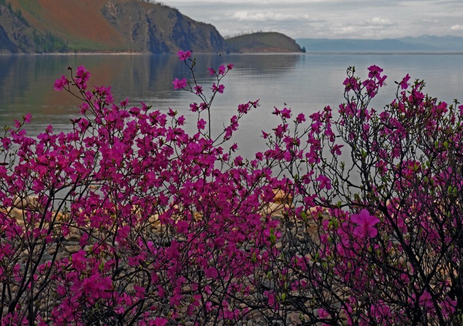 Рододендрон Шлиппенбаха в Приморье