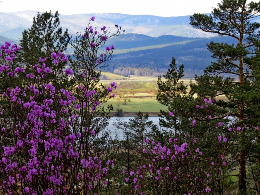 Цветение багульника в Бурятии