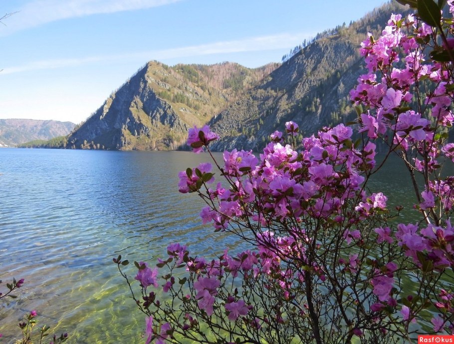 Багульник на Байкале цветет