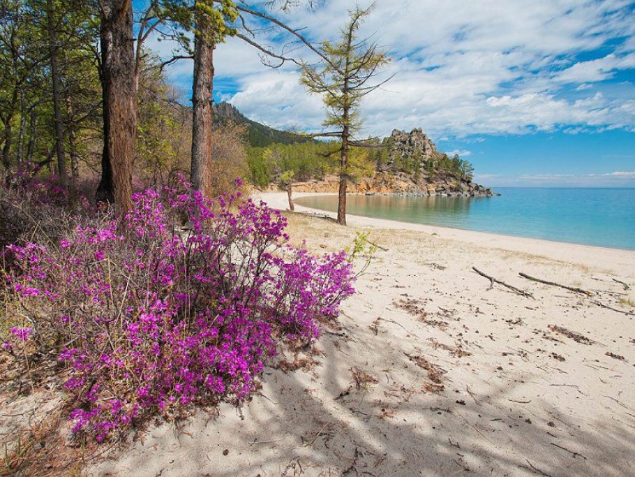 Багульник море Владивосток
