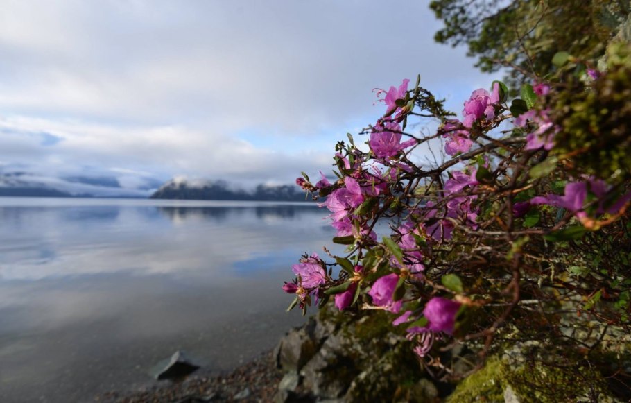 Цветущий багульник на Байкале