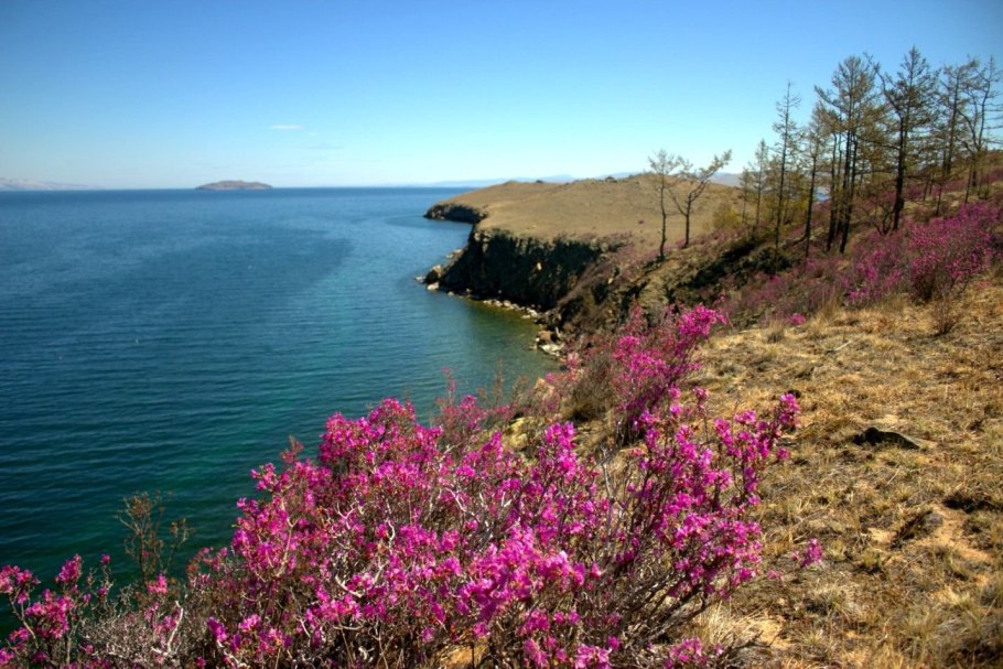 Багульник в Приморье