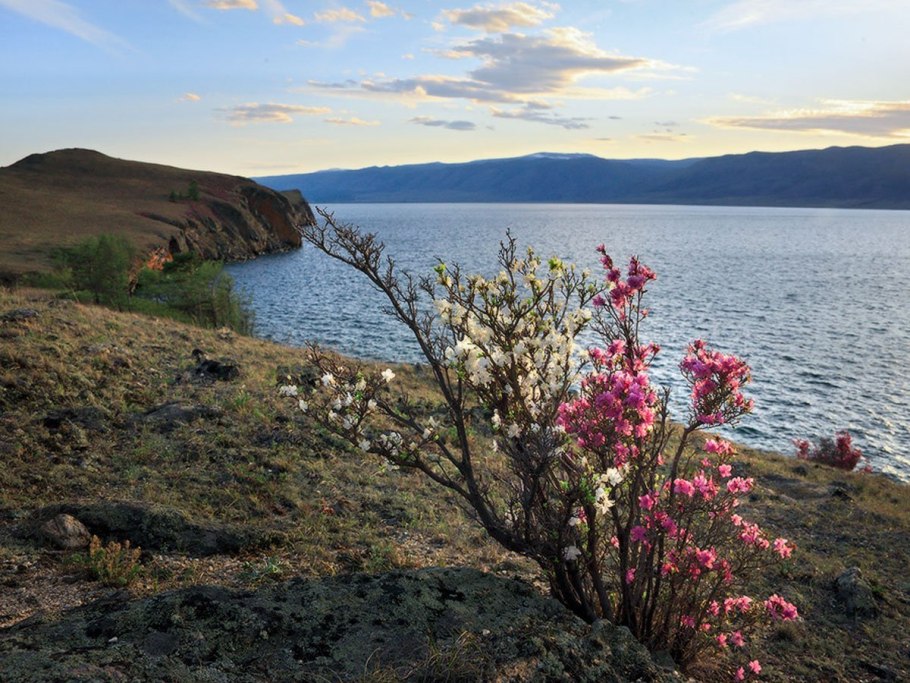 Цветущий Байкал маральник