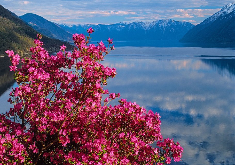 Рододендрон Даурский Байкал