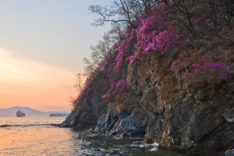 Рододендрон Ледебура