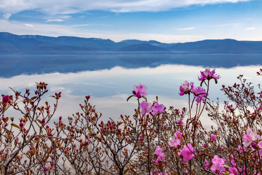 Рододендрон маральник