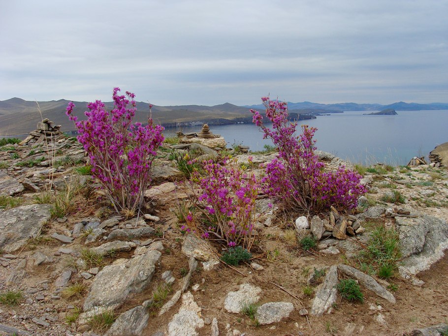 Цветение багульника на Ольхоне