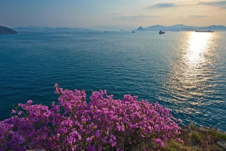 Рододендрон багульник Дальневосточный