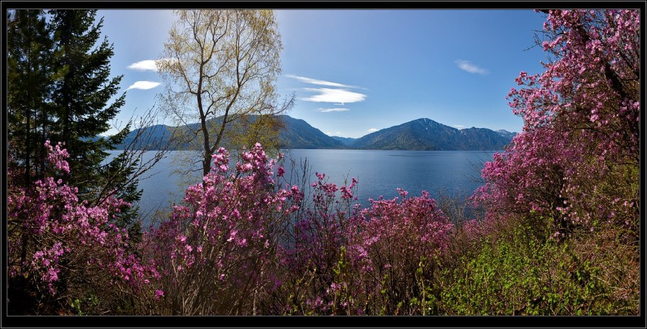 Багульник Саяногорск