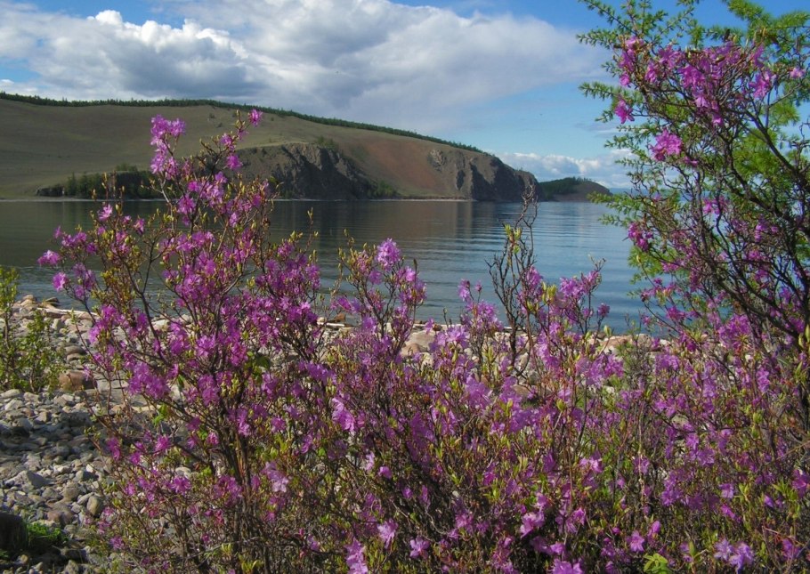 Рододендрон Даурский Байкал