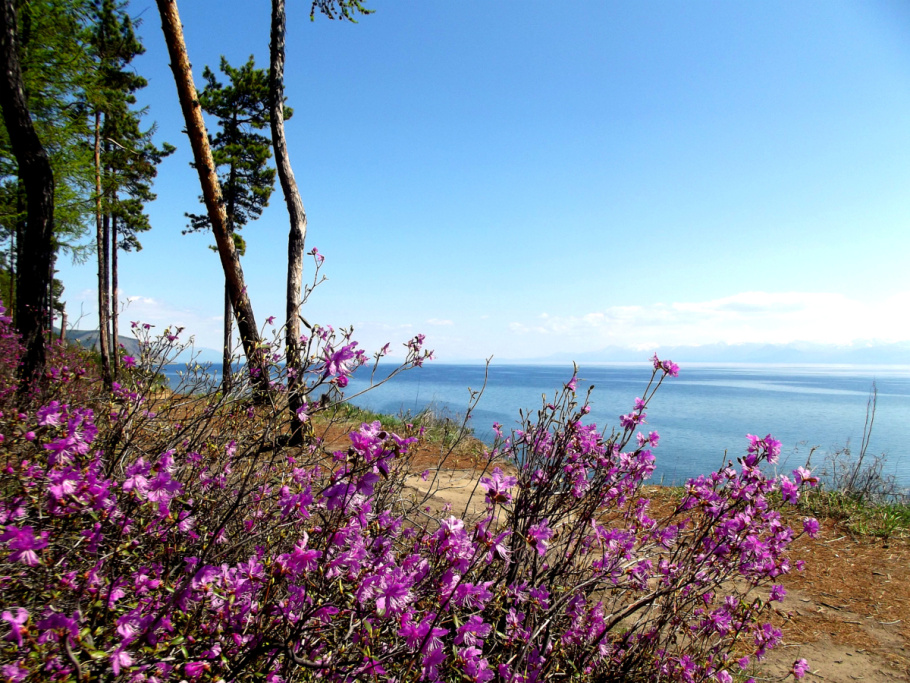 Багульник на Байкале цветет
