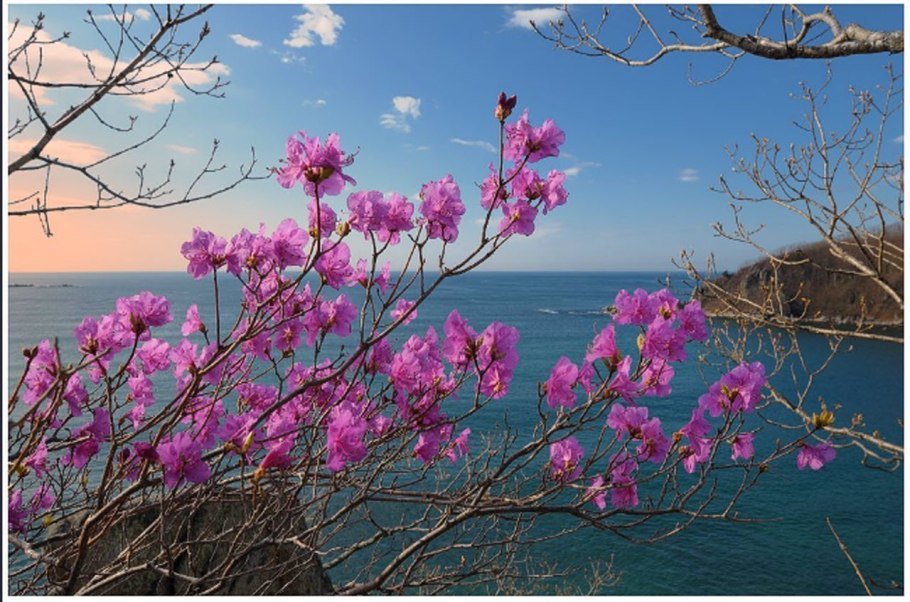 Телецкое озеро багульник