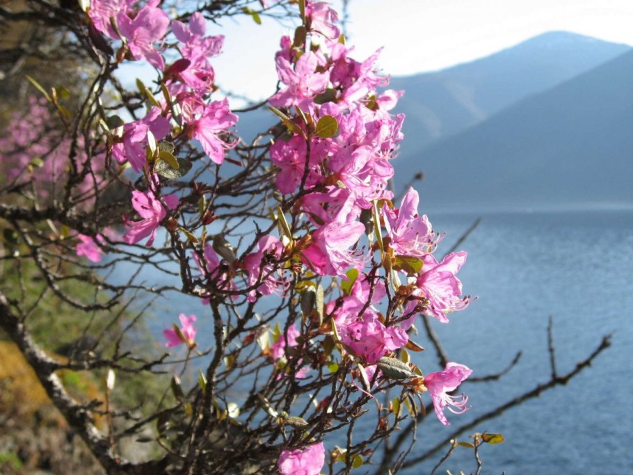 Алтай Катунь цветет маральник