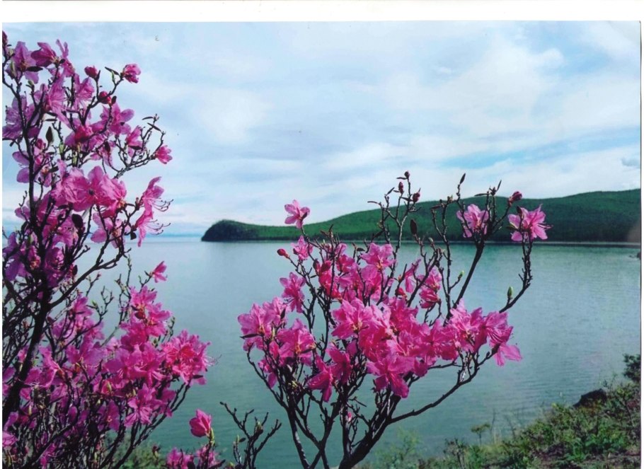 Багульник на Байкале цветет