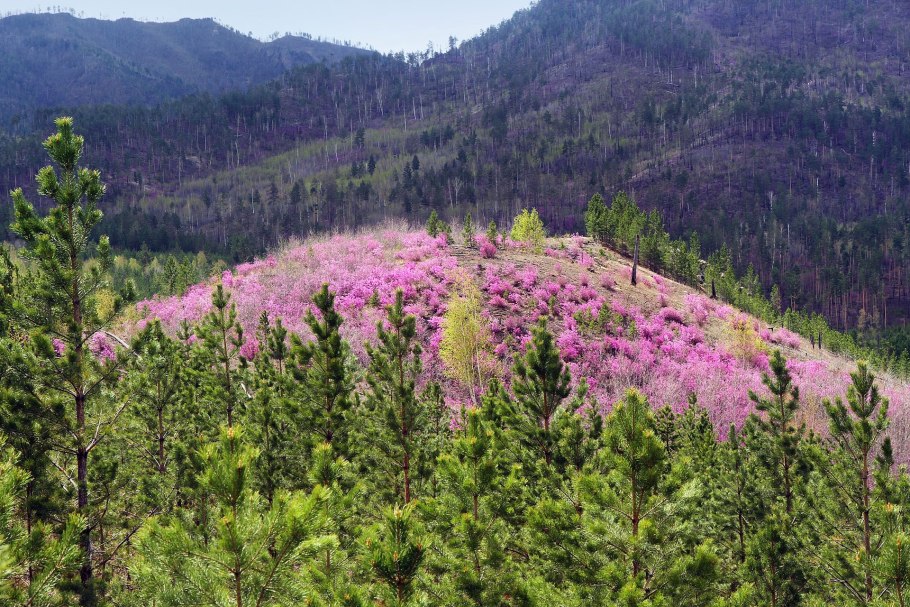 Рододендрон Даурский Дальневосточный