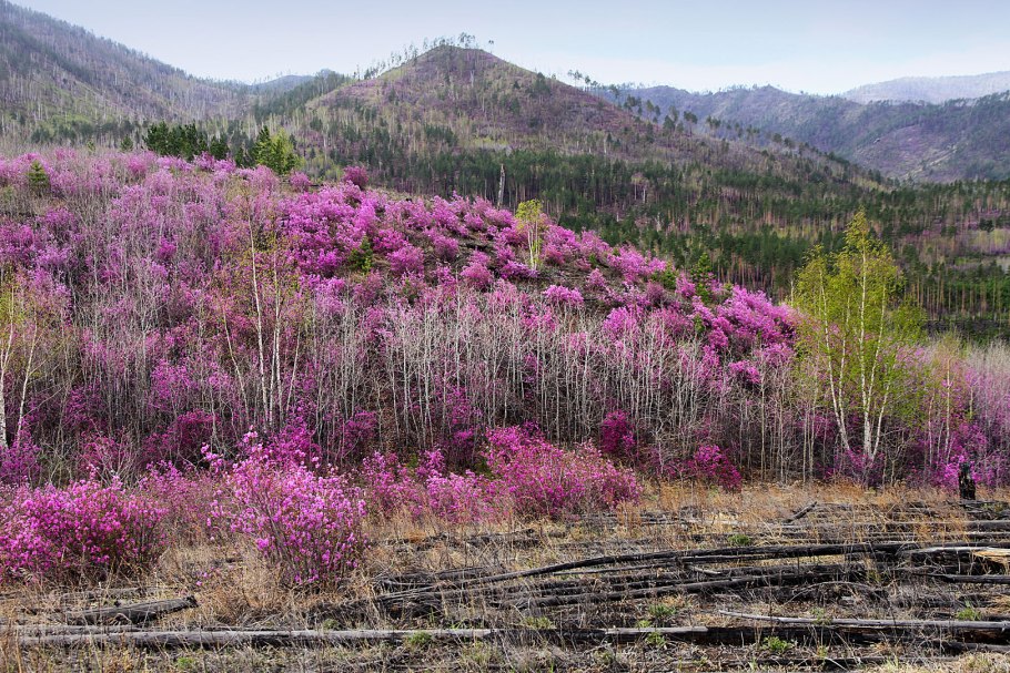 Саяны багульник