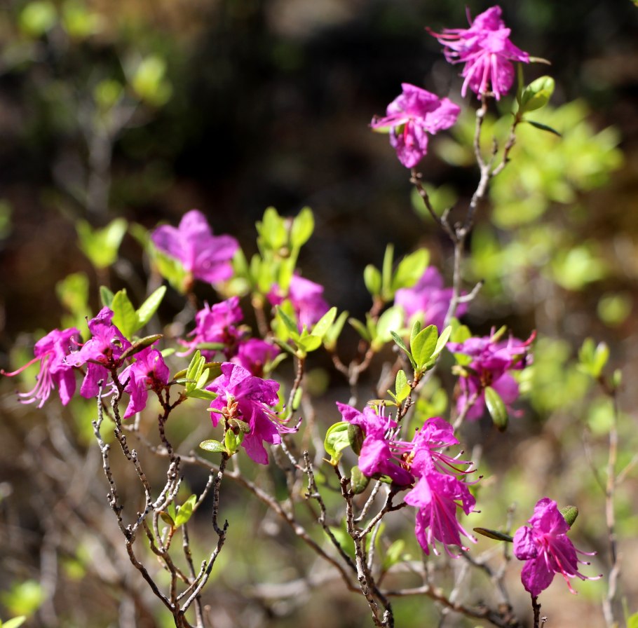 Алтай Белокуриха багульник