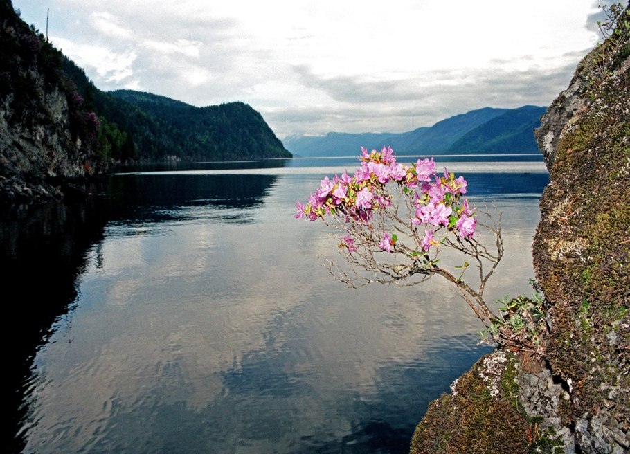 Багульник Байкальский