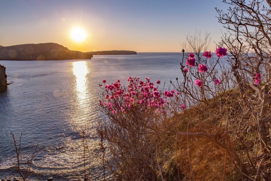 Багульник на Байкале цветет