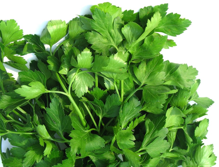 Кинза кустовая