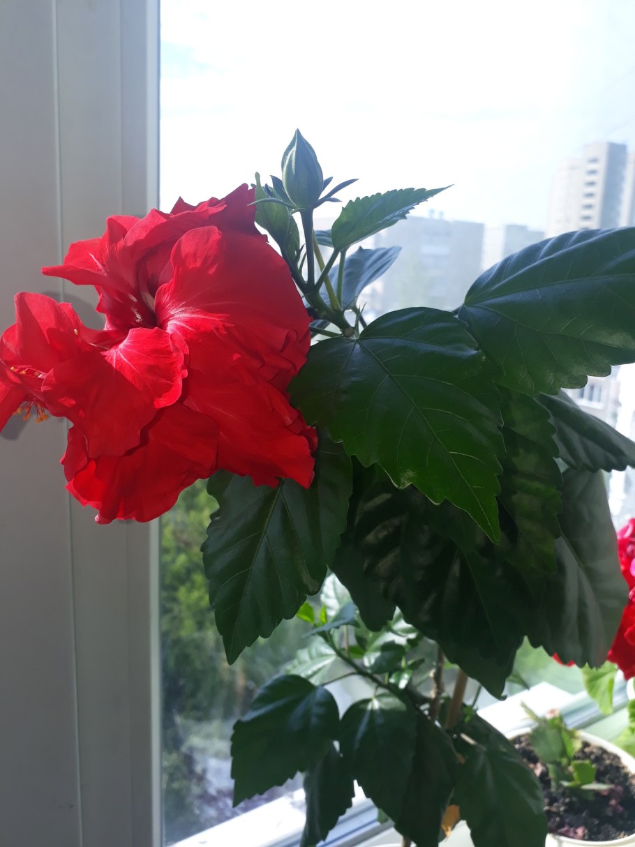 Формирование куста бугенвиллии