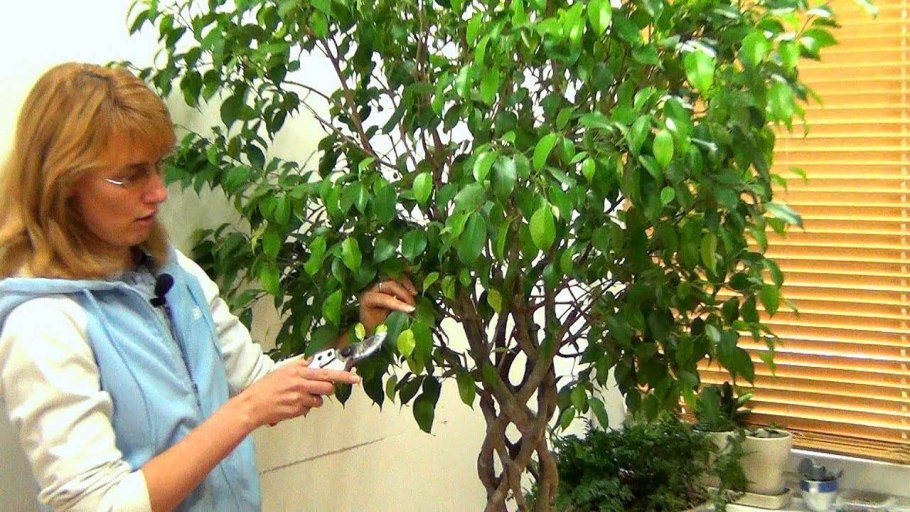 Штамбовая роза Жасмин