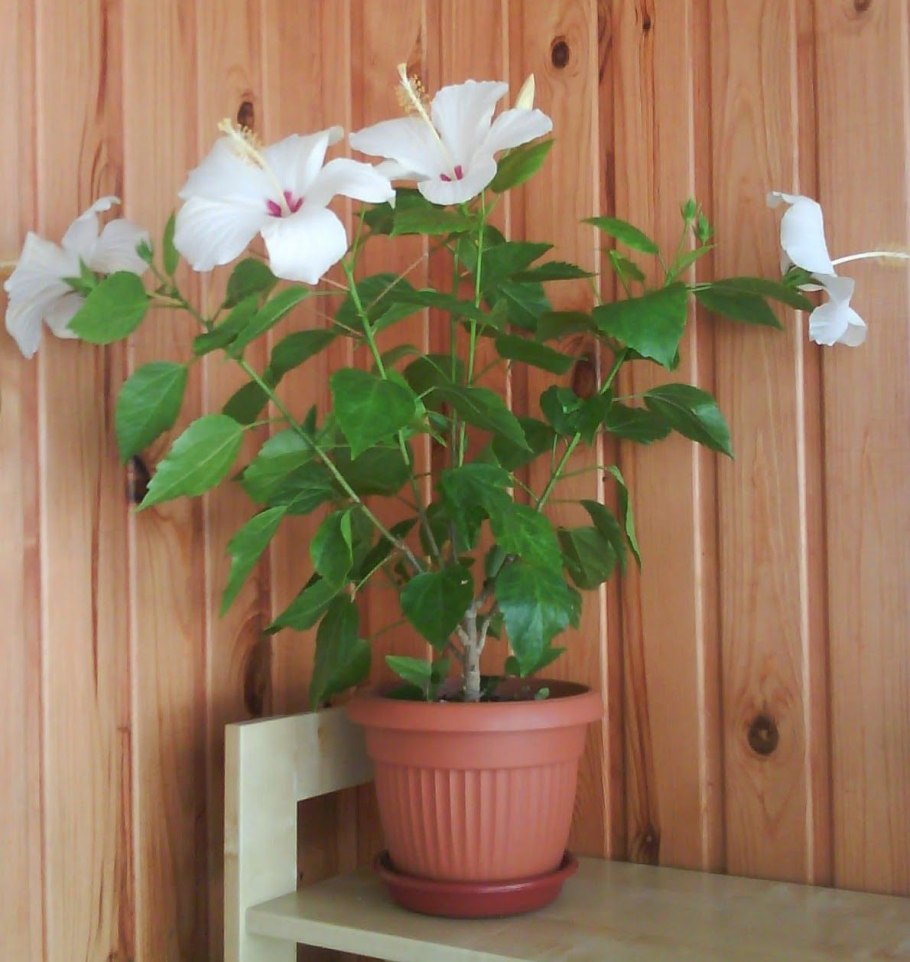 Формировка шелковицы