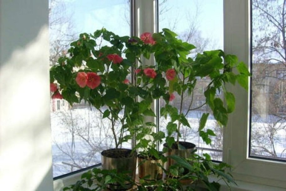 Гибискус древовидный